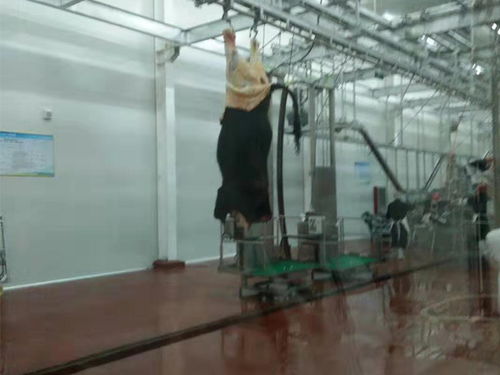 四川省电加热汤池与省头蹄清洗机 产品鉴别与服务价值解析